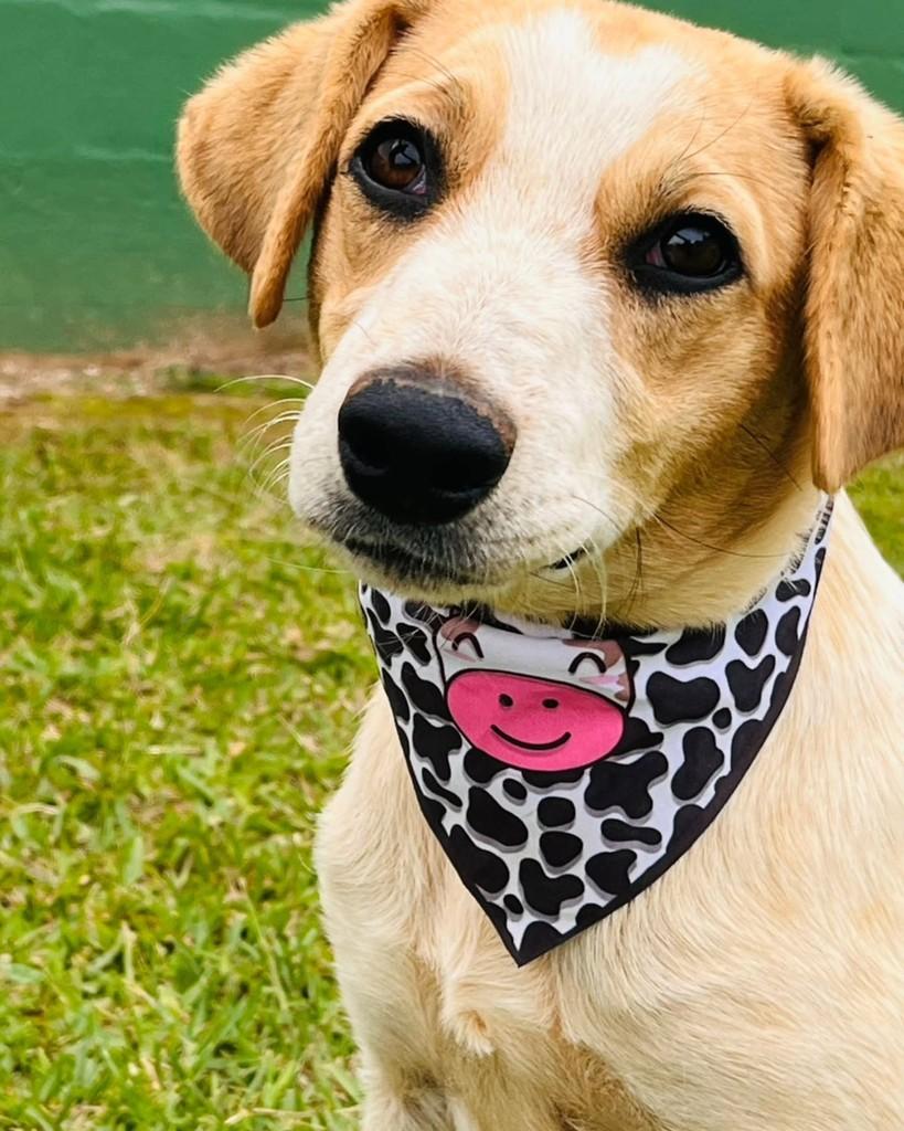 Branquinha, cachorro de porte médio para adoção em Lages - SC
