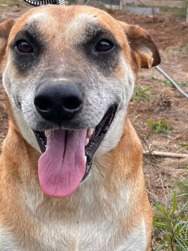 Véio, cachorro de porte grande para adoção em Lages - SC