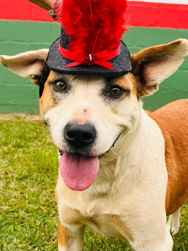 Pitt, cadela de porte grande para adoção em Lages - SC