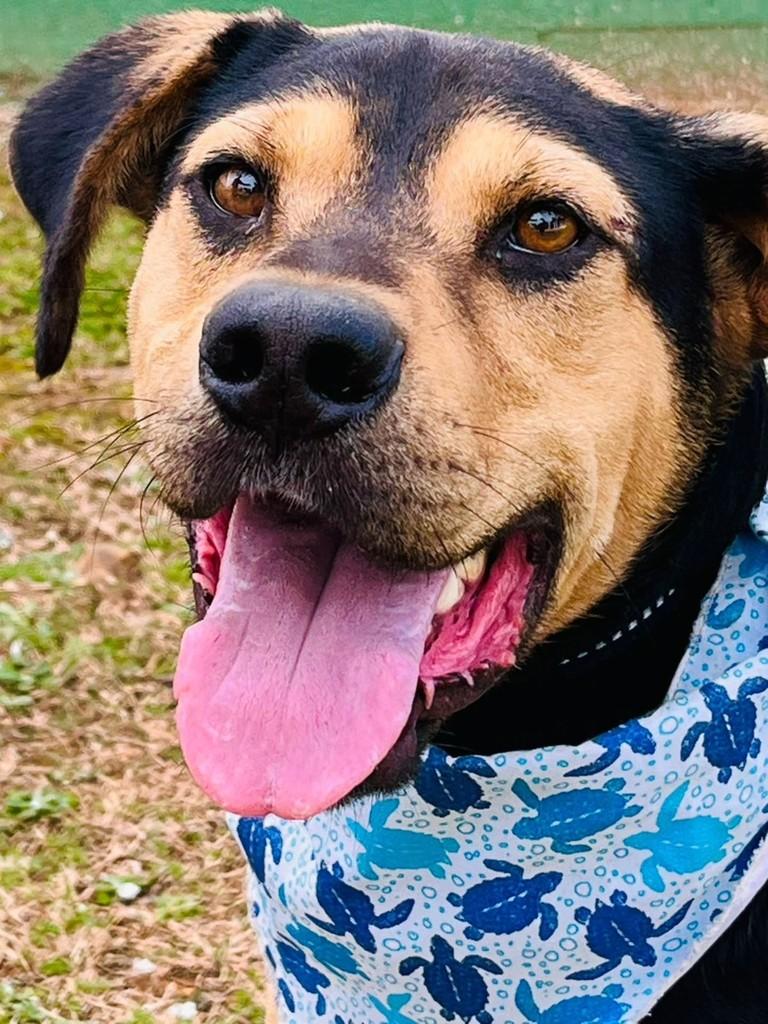 Xamã, cachorro de porte médio para adoção em Lages - SC