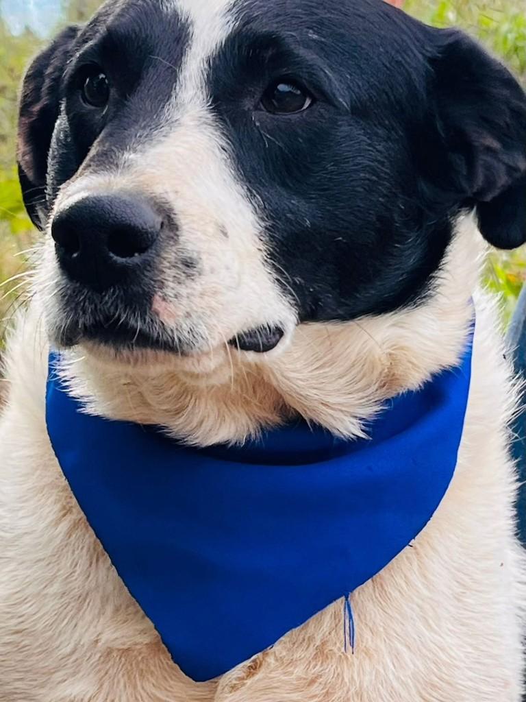 Máscara, cachorro de porte médio para adoção em Lages - SC