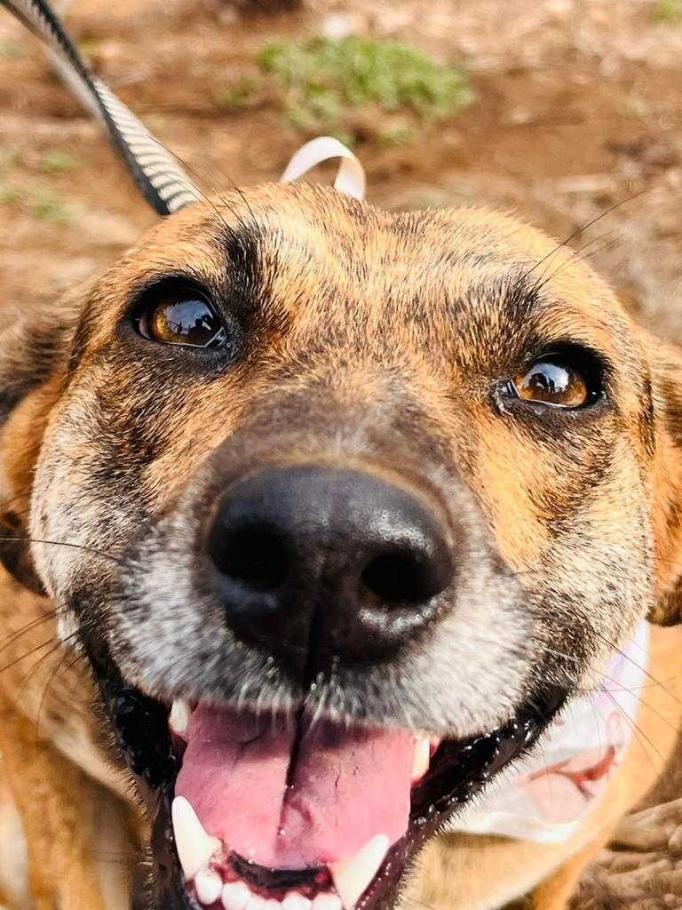 Pretinha, cachorro de porte médio para adoção em Lages - SC