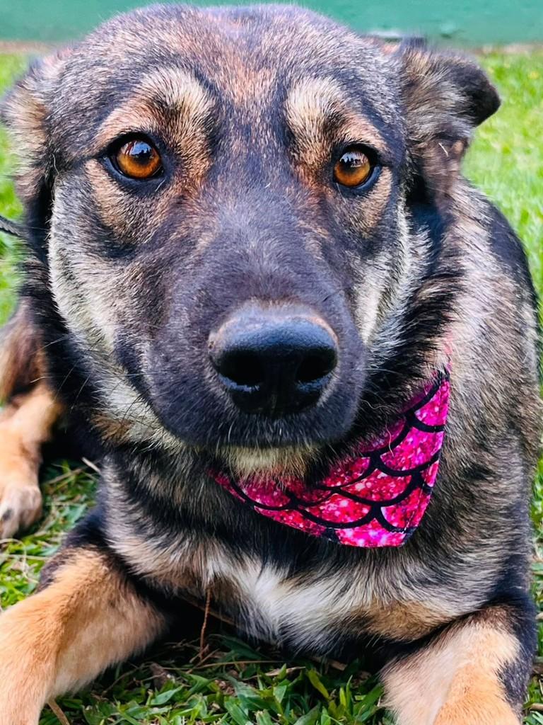 Mulher, cadela de porte médio para adoção em Lages - SC