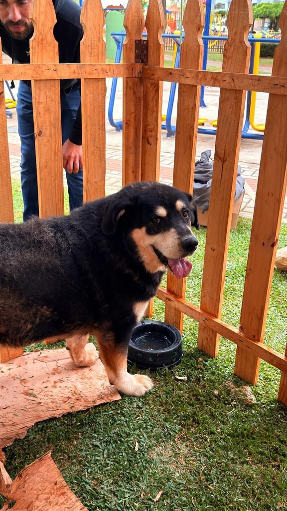 Grandão, cachorro de porte grande para adoção em Lages - SC