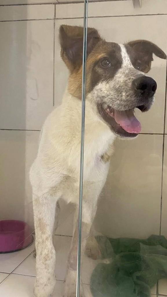 Branquinho, cachorro de porte grande para adoção em Lages - SC