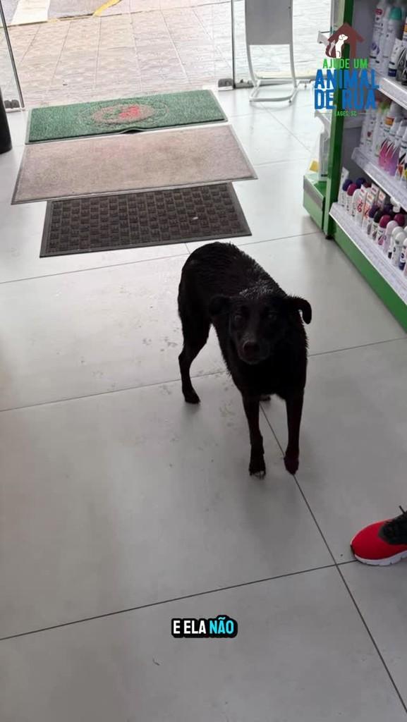 Cachorrinha, cadela de porte pequeno para adoção em Lages - SC