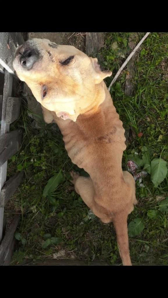 Pitbull Caramelo, cachorro de porte médio para adoção em Lages - SC