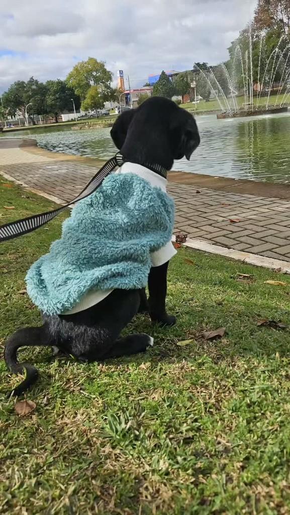 Baby, cachorro de porte pequeno para adoção em Lages - SC