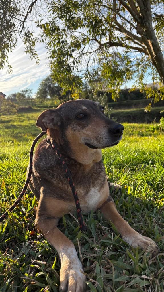 Alcione, cadela de porte grande para adoção em Lages - SC