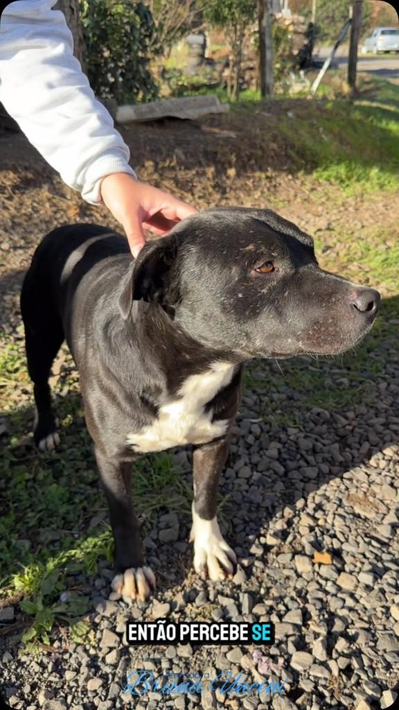 Pit Pit, cachorro de porte grande para adoção em Lages - SC