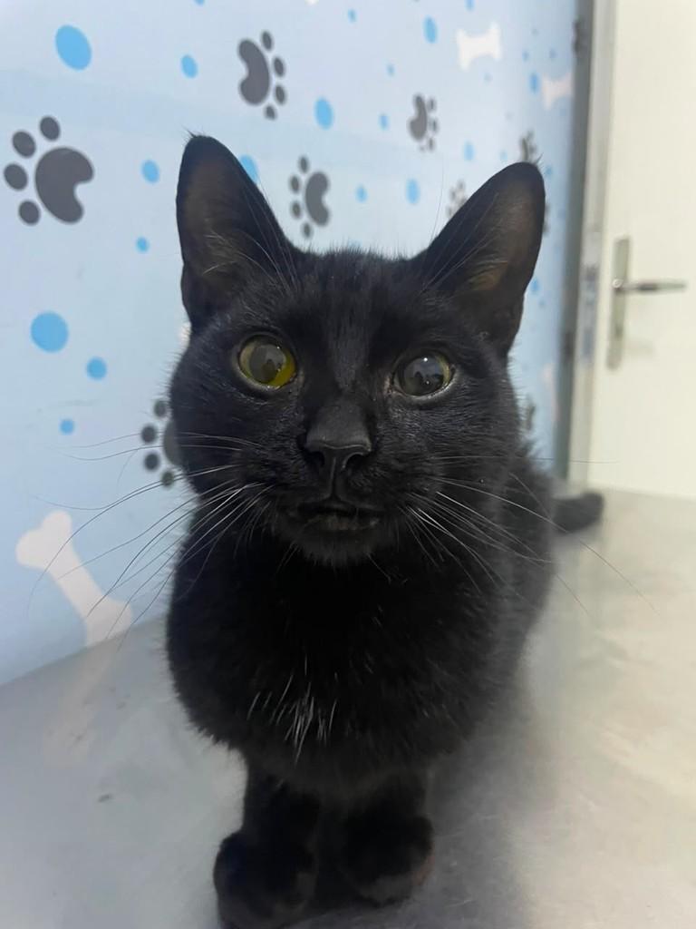 Tom, gato para adoção em Lages - SC