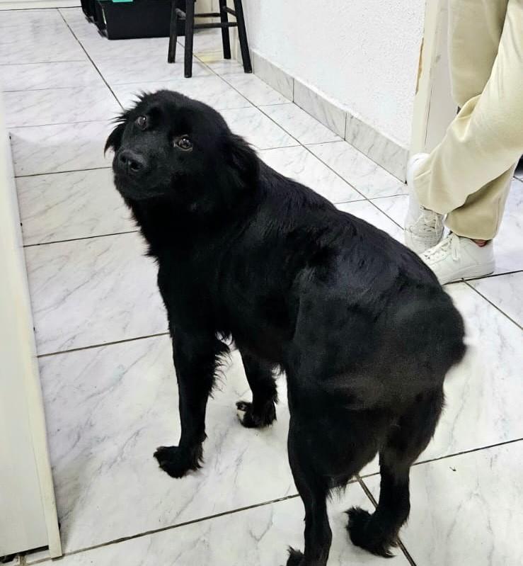 Pelúcia, cadela de porte médio para adoção em Lages - SC