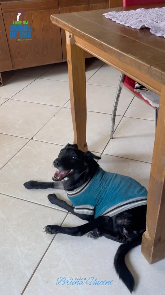 Lola, cadela de porte pequeno para adoção em Lages - SC