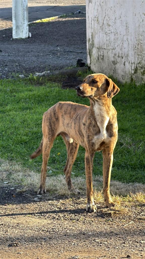 Tigre, cachorro de porte médio para adoção em Lages - SC