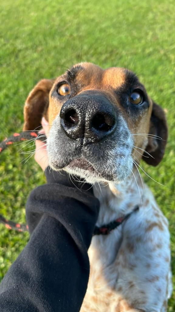 Zeca, cachorro de porte grande para adoção em Lages - SC
