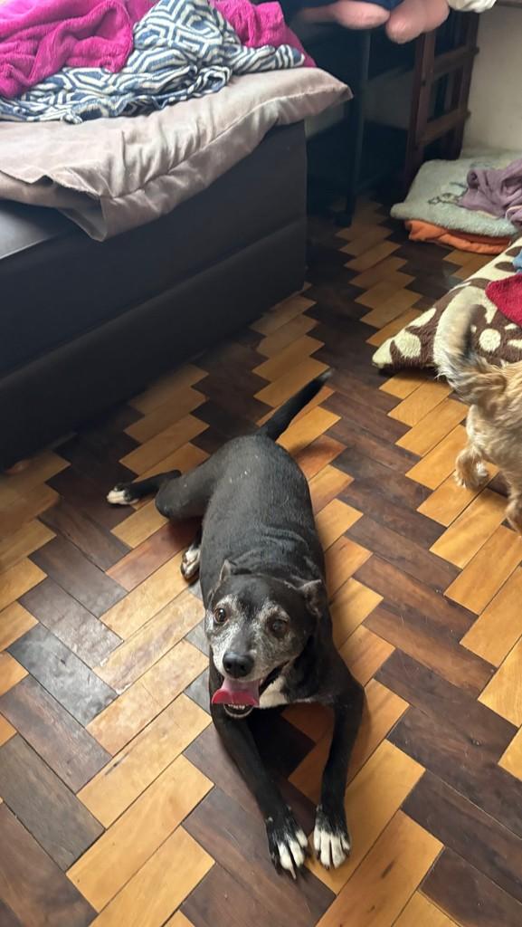Didio, cachorro de porte médio para adoção em Lages - SC