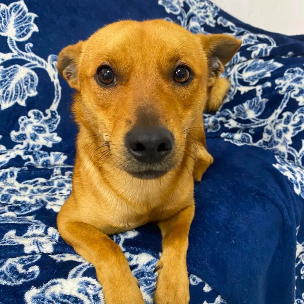 Trovão, cachorro de porte pequeno para adoção em Lages - SC