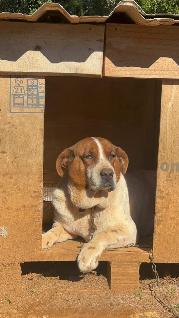 Bilu, cachorro de porte grande para adoção em Lages - SC