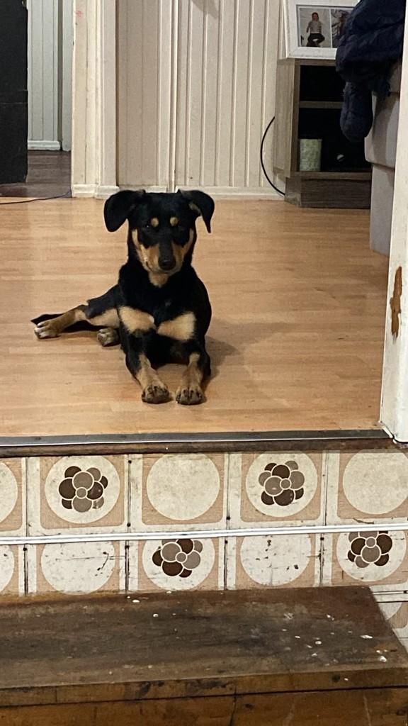 Madona, cachorro de porte pequeno para adoção em Lages - SC