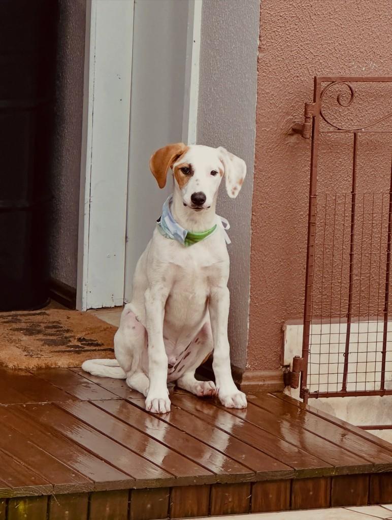 Tarzan, cachorro de porte médio para adoção em Lages - SC