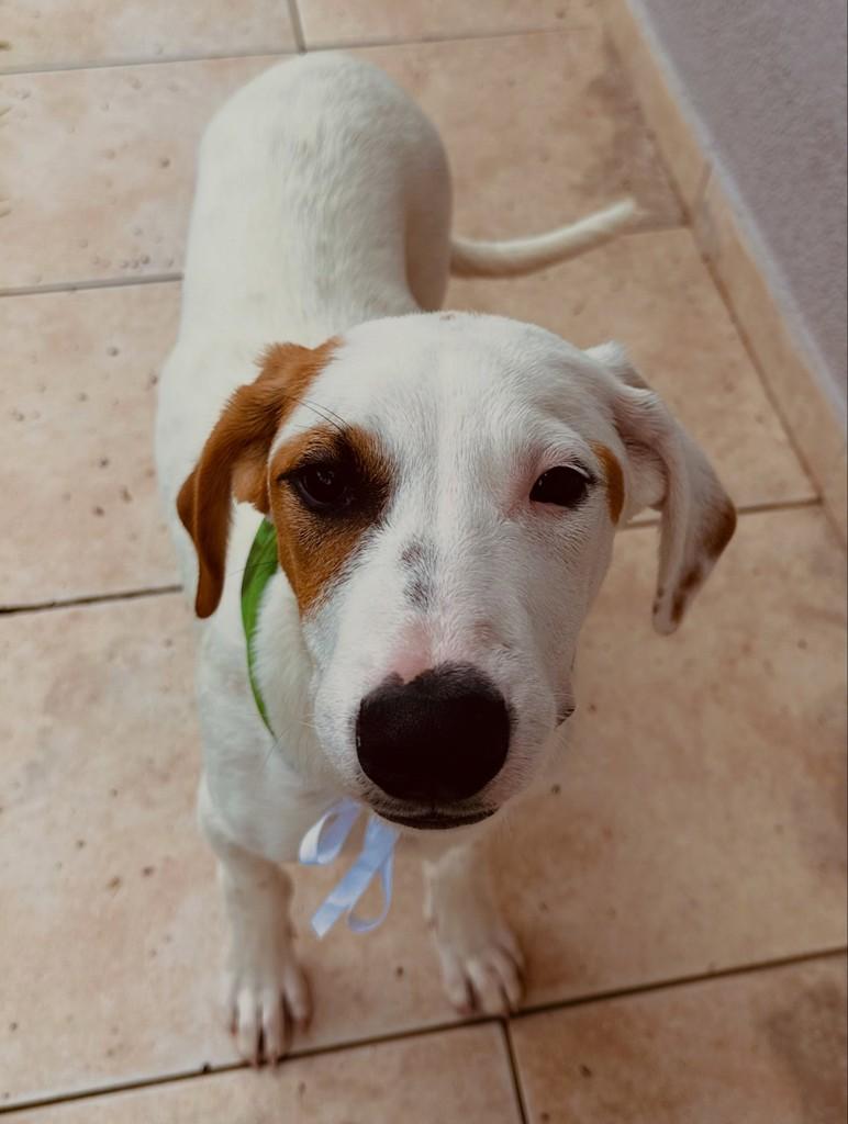 Tarzan, cachorro de porte médio para adoção em Lages - SC — foto 2 de 2