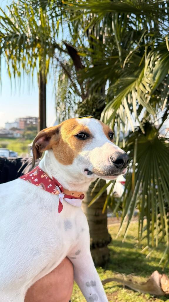 Batman, cachorro de porte médio para adoção em Lages - SC