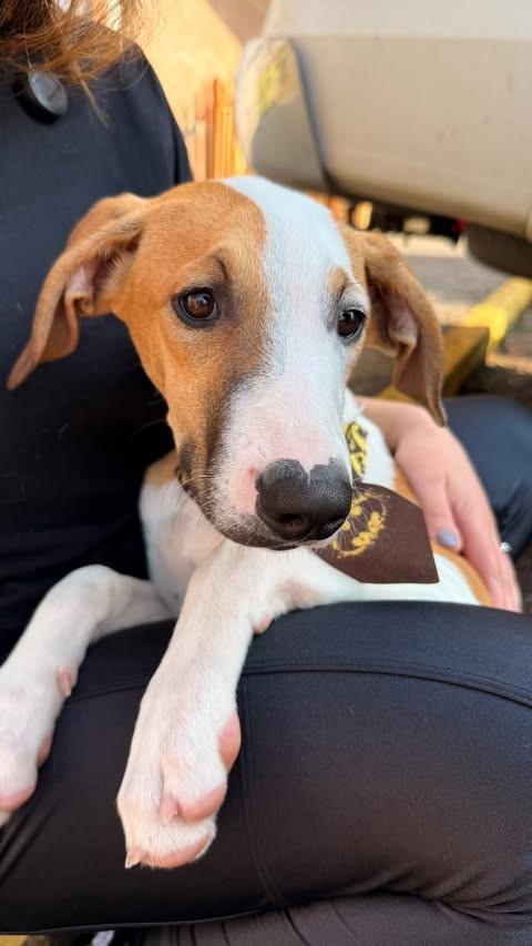 Robin, cachorro de porte pequeno para adoção em Lages - SC