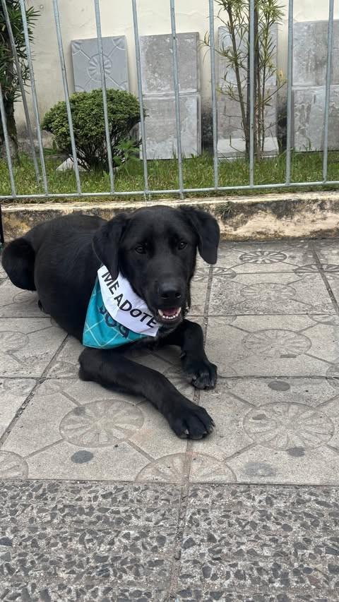 Barney, cachorro de porte grande para adoção em Lages - SC