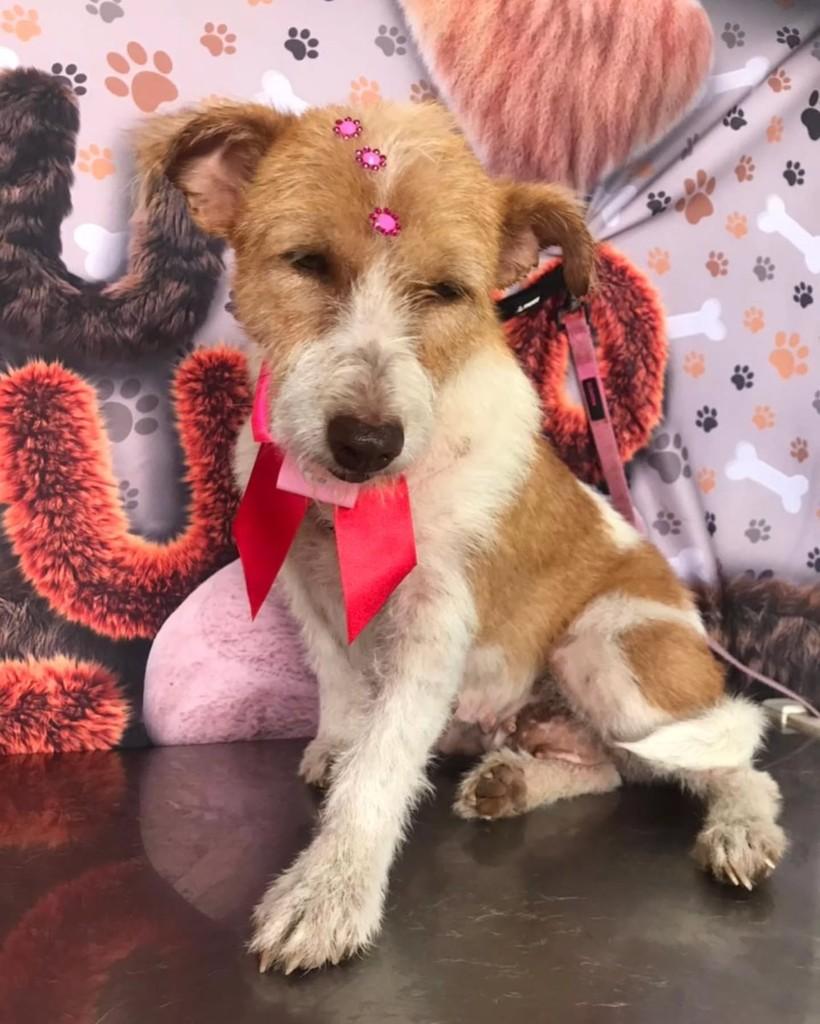 Raquel, cachorro de porte pequeno para adoção em Santa Maria - RS