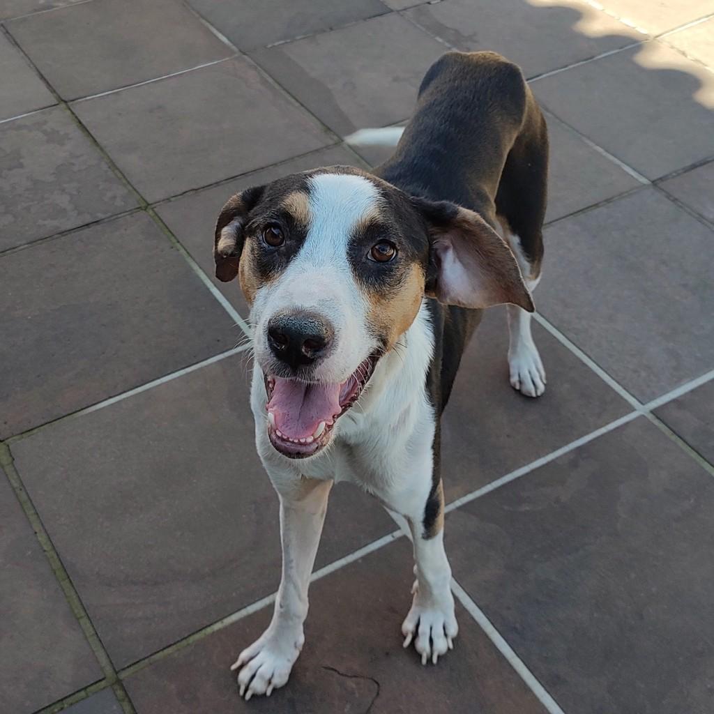 Malhado, cachorro de porte médio para adoção em Santa Maria - RS
