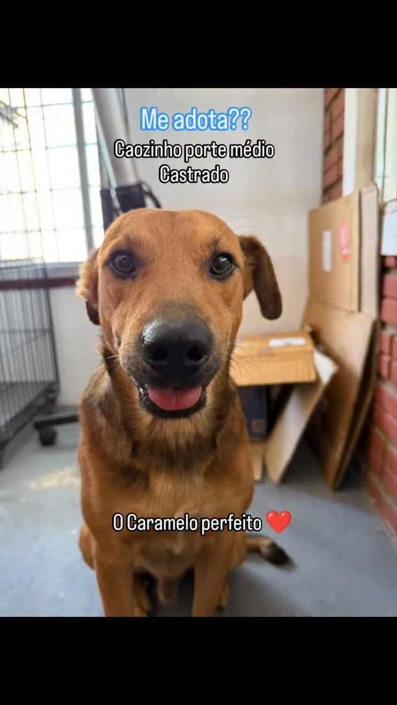 Melo, cachorro de porte médio para adoção em Santa Maria - RS