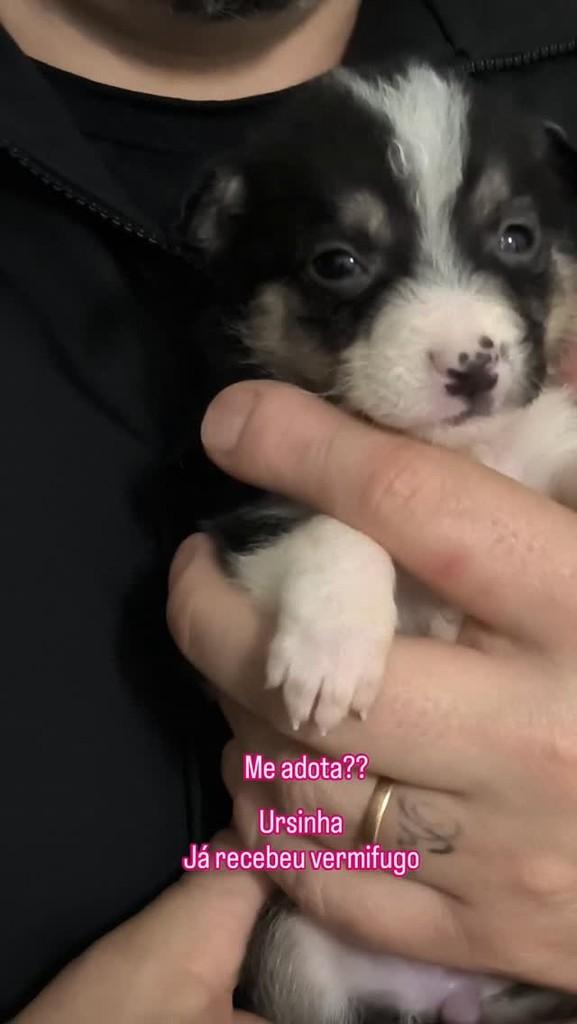 Menininha, cachorro para adoção em Santa Maria - RS