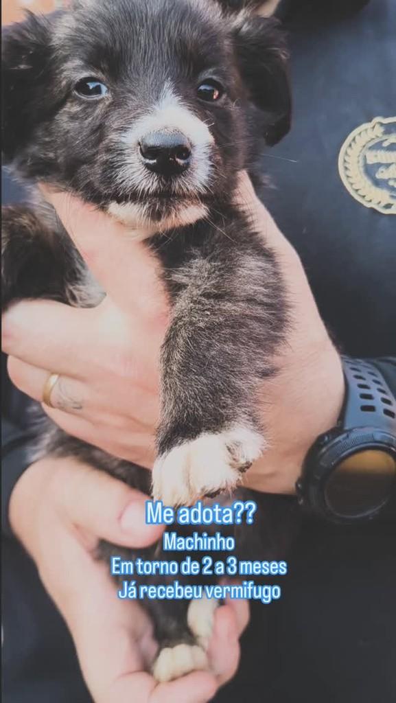 Ursinho, cachorro de porte pequeno para adoção em Santa Maria - RS