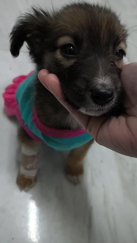 Hanna, cachorro de porte pequeno para adoção em Santa Maria - RS