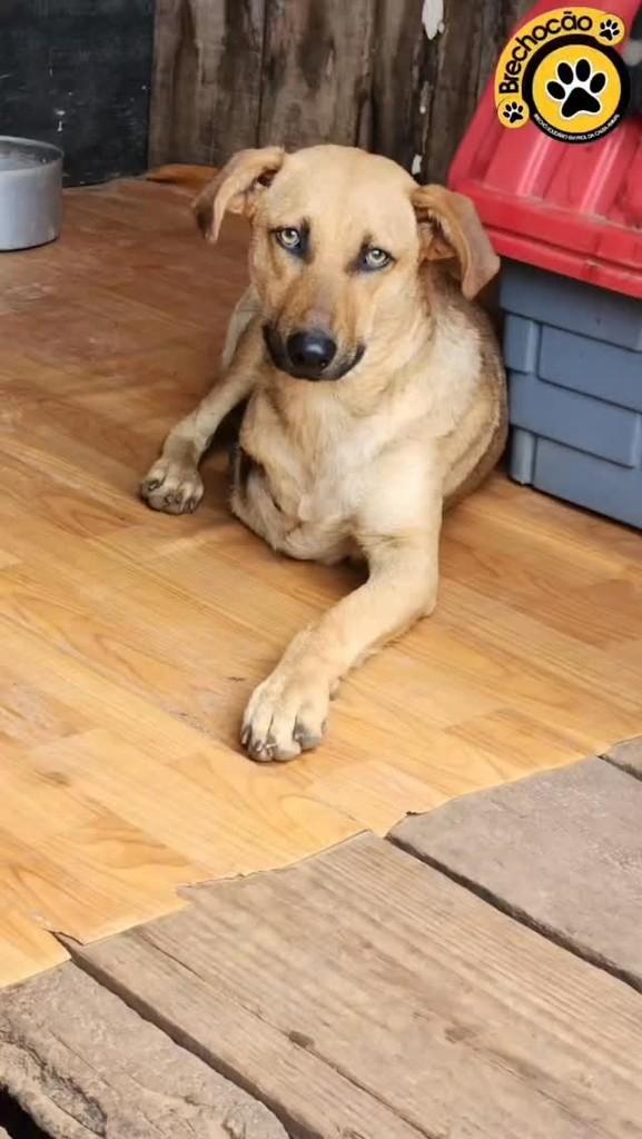 Chico, cachorro de porte médio para adoção em Santa Maria - RS