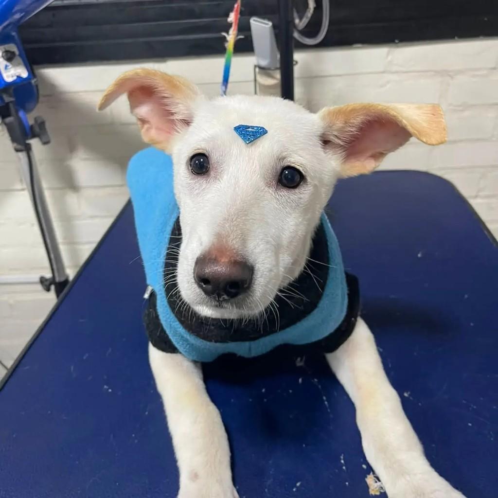 Snoop, cachorro de porte médio para adoção em Santa Maria - RS