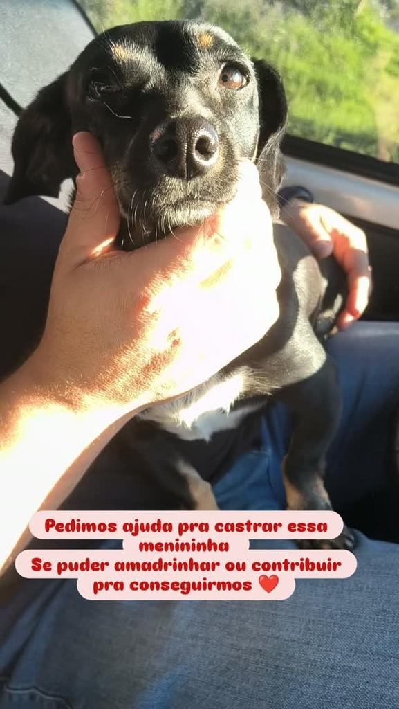Pitoquinha, cadela de porte pequeno para adoção em Santa Maria - RS