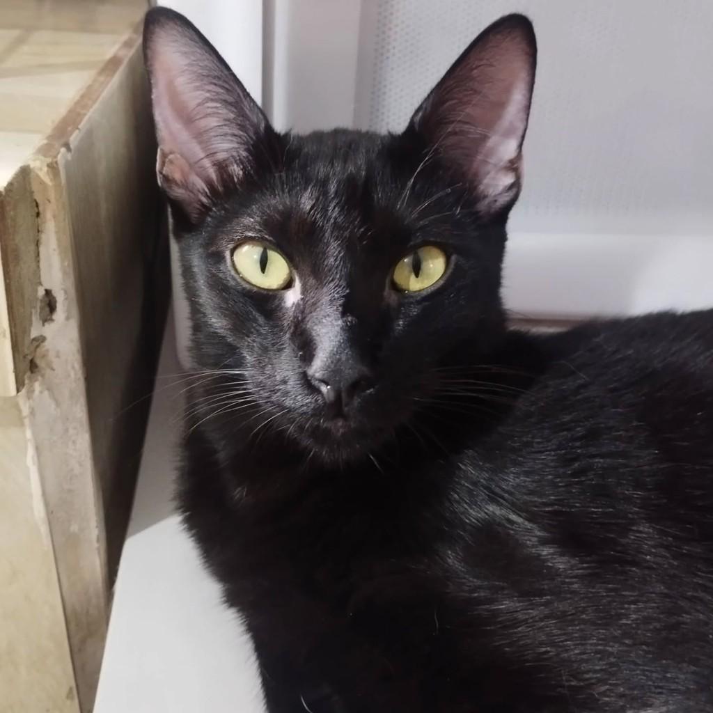 Banguela, gato de porte pequeno para adoção em João Pessoa - PB