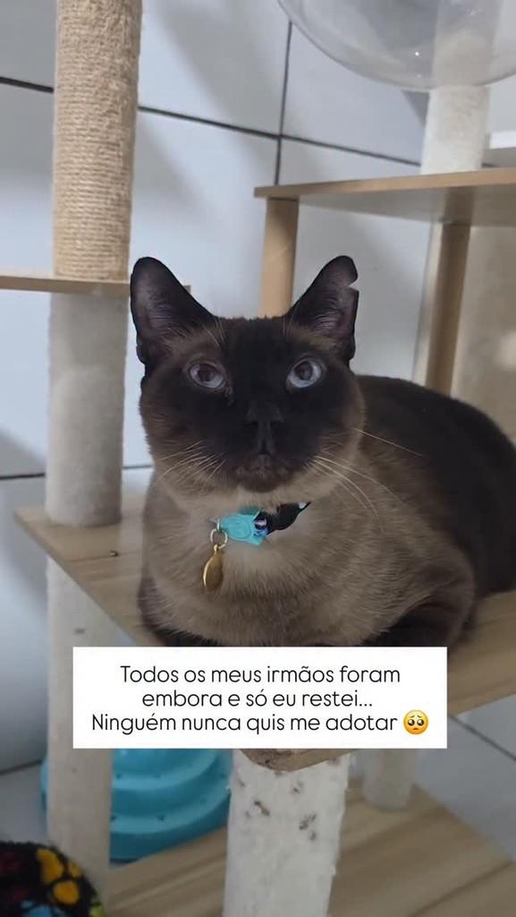 Negão, gato de porte pequeno para adoção em João Pessoa - PB