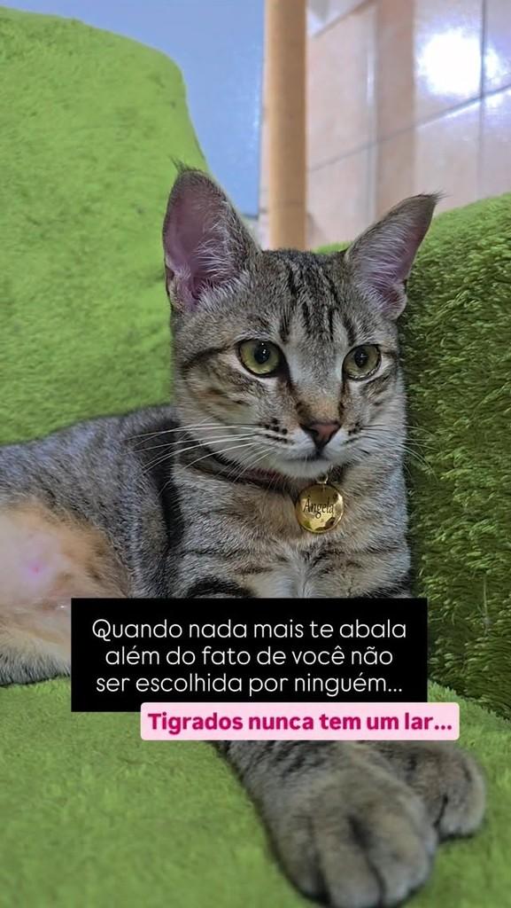 Ângela, gata de porte pequeno para adoção em João Pessoa - PB