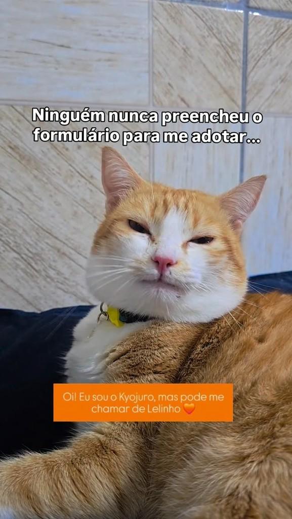 Kyojuro, gato de porte médio para adoção em João Pessoa - PB