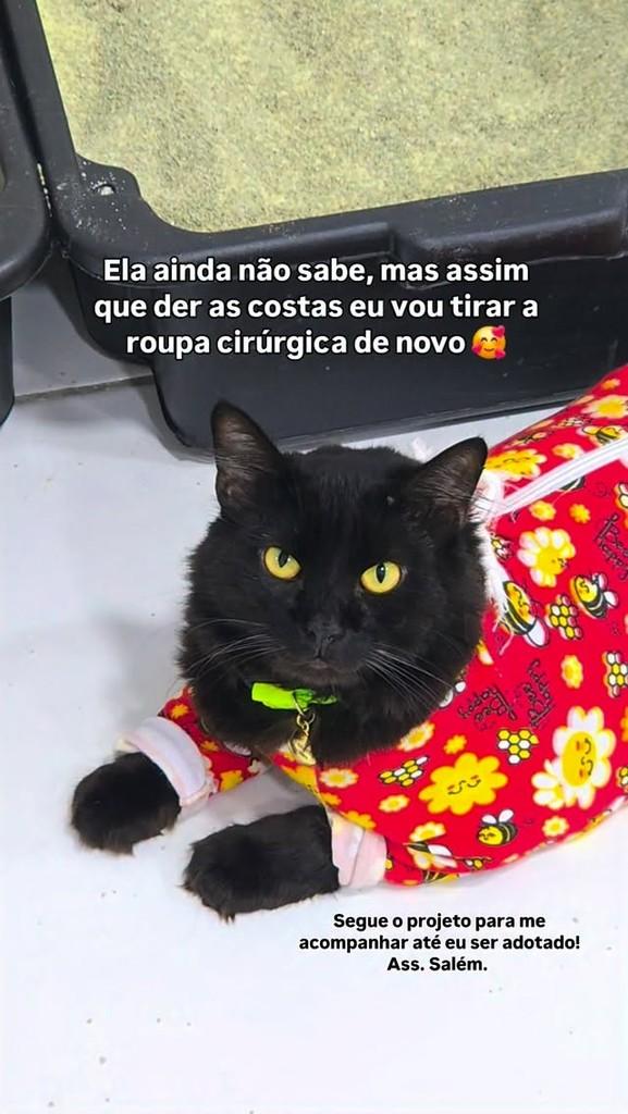 Salém, gato para adoção em João Pessoa - PB