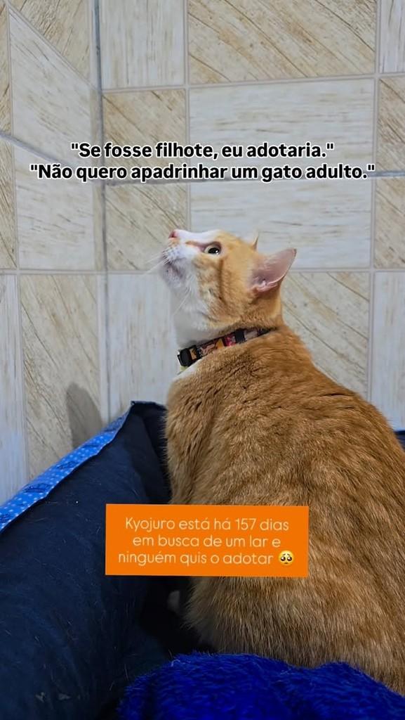 Kyojuro Rengoku (Lelinho), gato para adoção em João Pessoa - PB