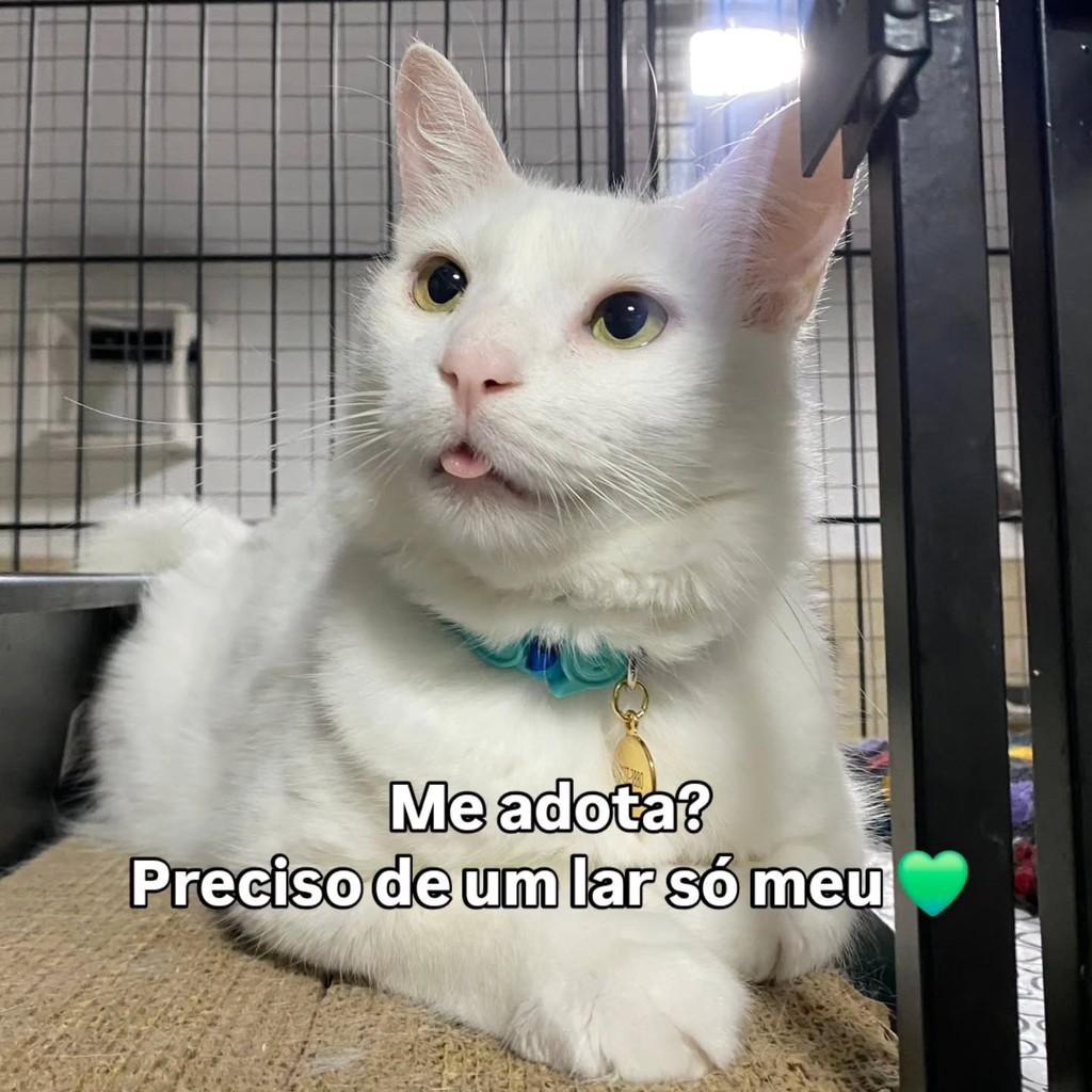 Oliver Queen, gato de porte médio para adoção em João Pessoa - PB