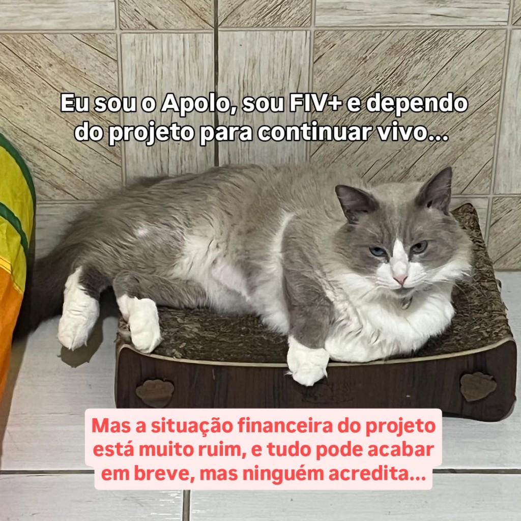 Apolo, gato de porte médio para adoção em João Pessoa - PB