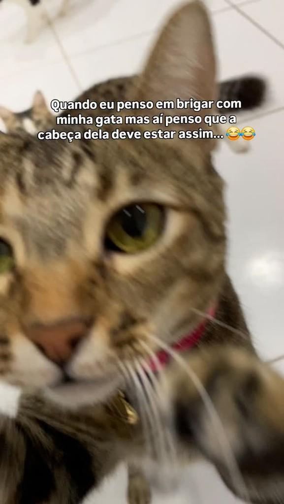 Naksu, gata de porte médio para adoção em João Pessoa - PB