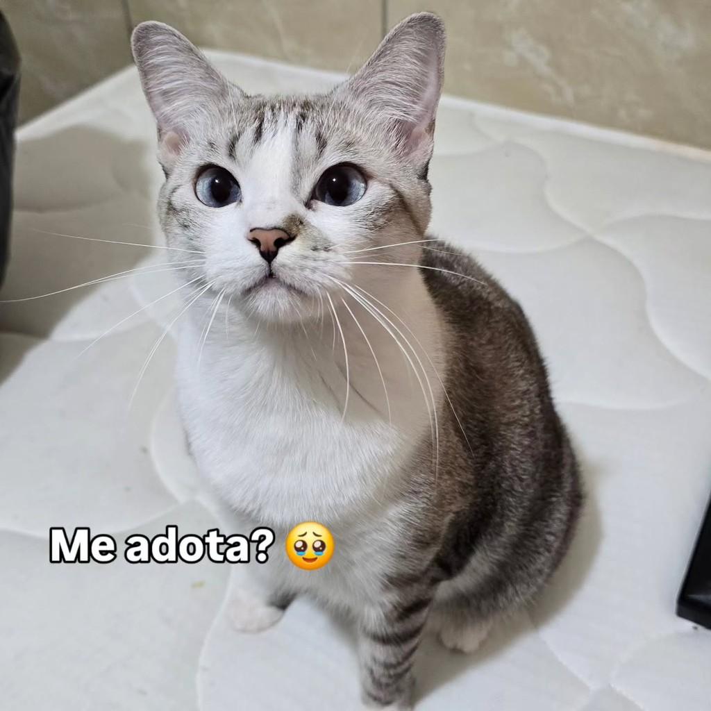 Lilith, gata de porte médio para adoção em João Pessoa - PB