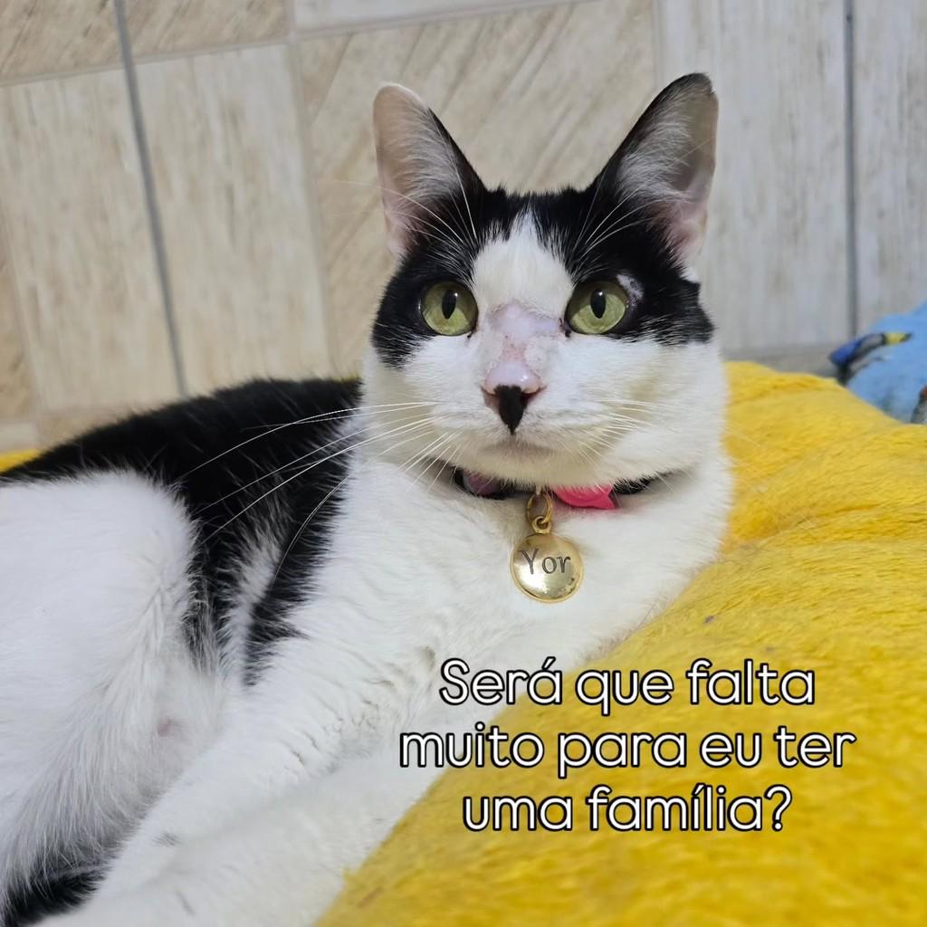 Yor, gata de porte médio para adoção em João Pessoa - PB