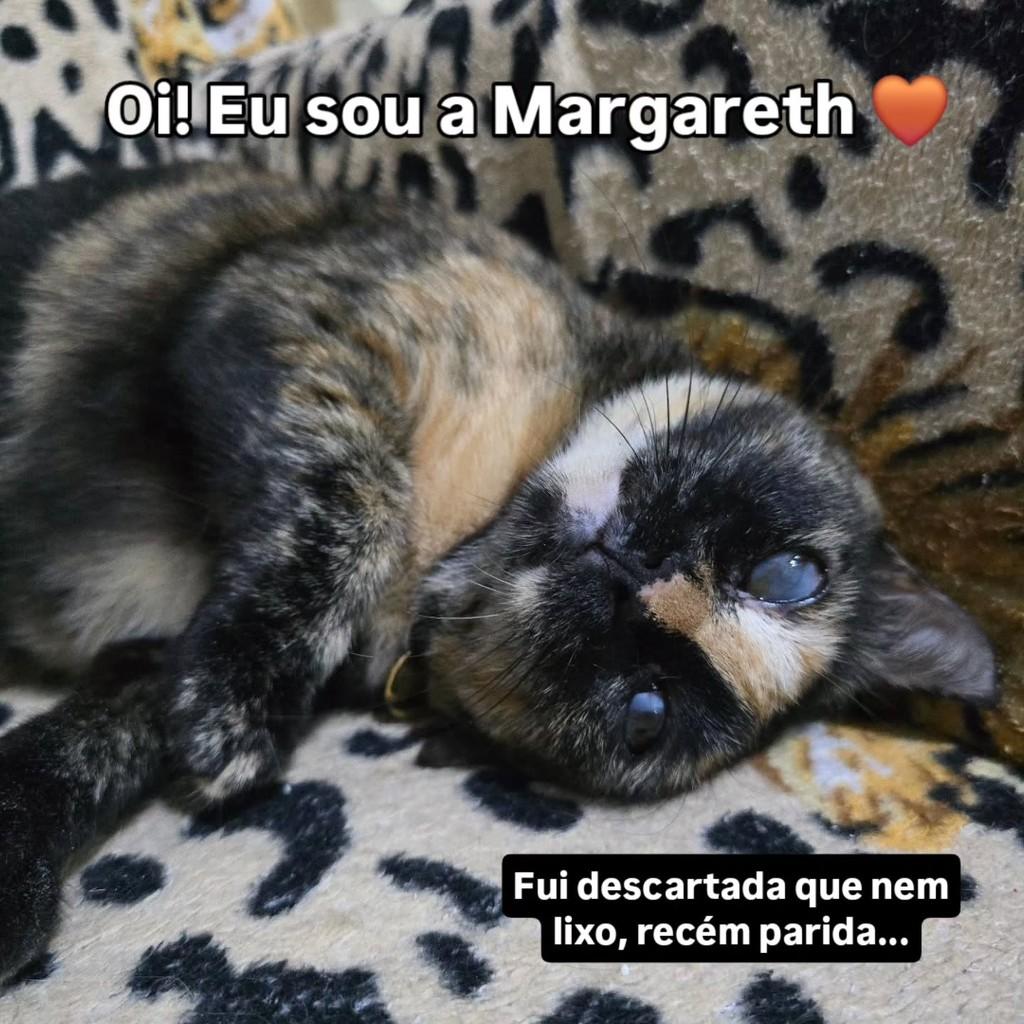 Margareth, gata para adoção em João Pessoa - PB