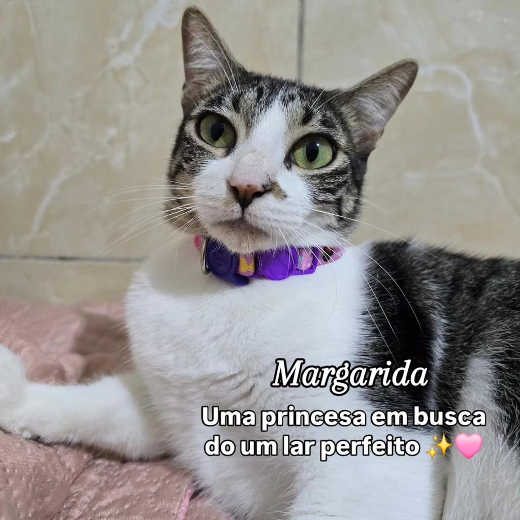 Margarida, gata de porte pequeno para adoção em João Pessoa - PB